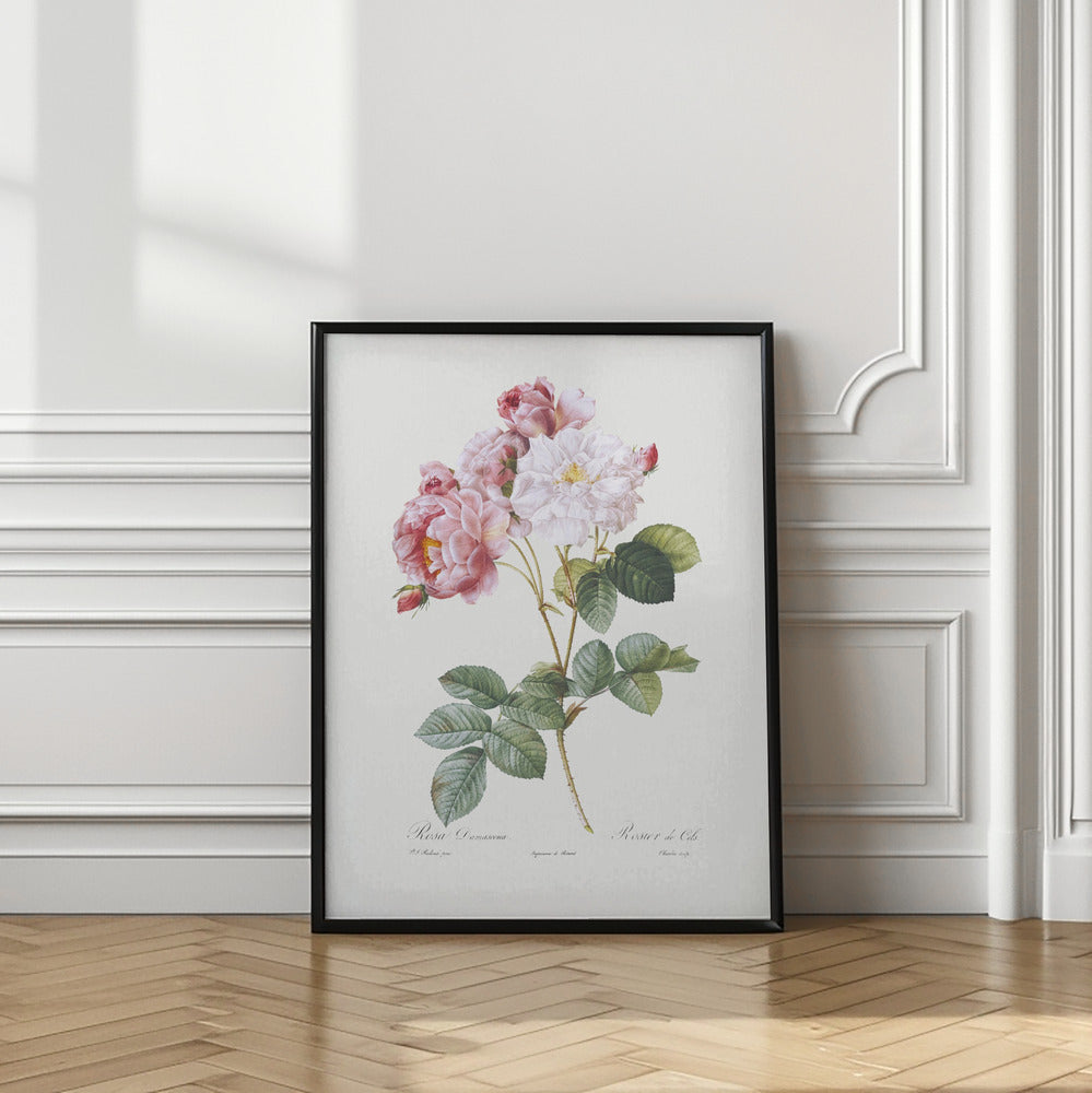 Rosebush, Les Roses (1817–1824) Print