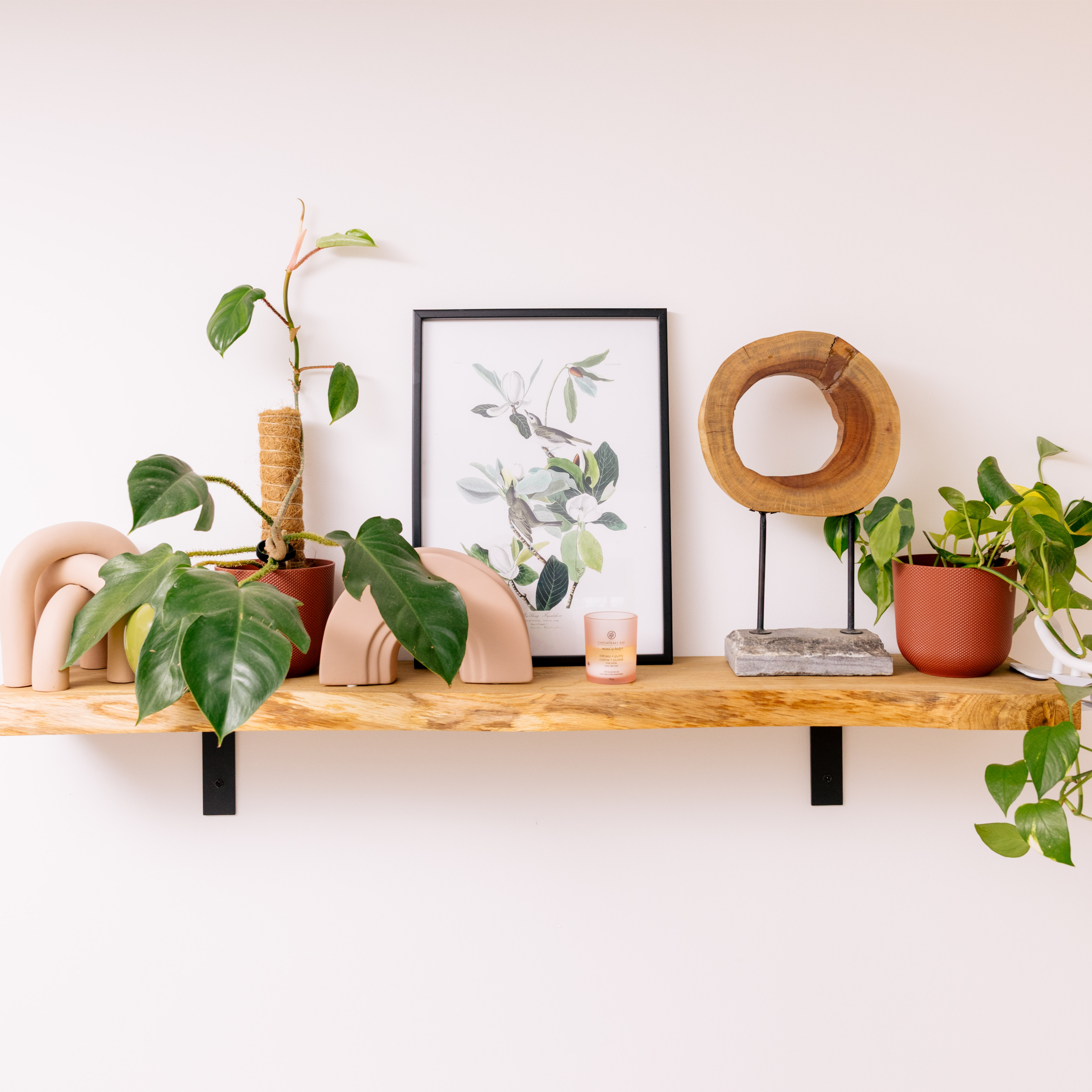 Warbling Flycatcher Print