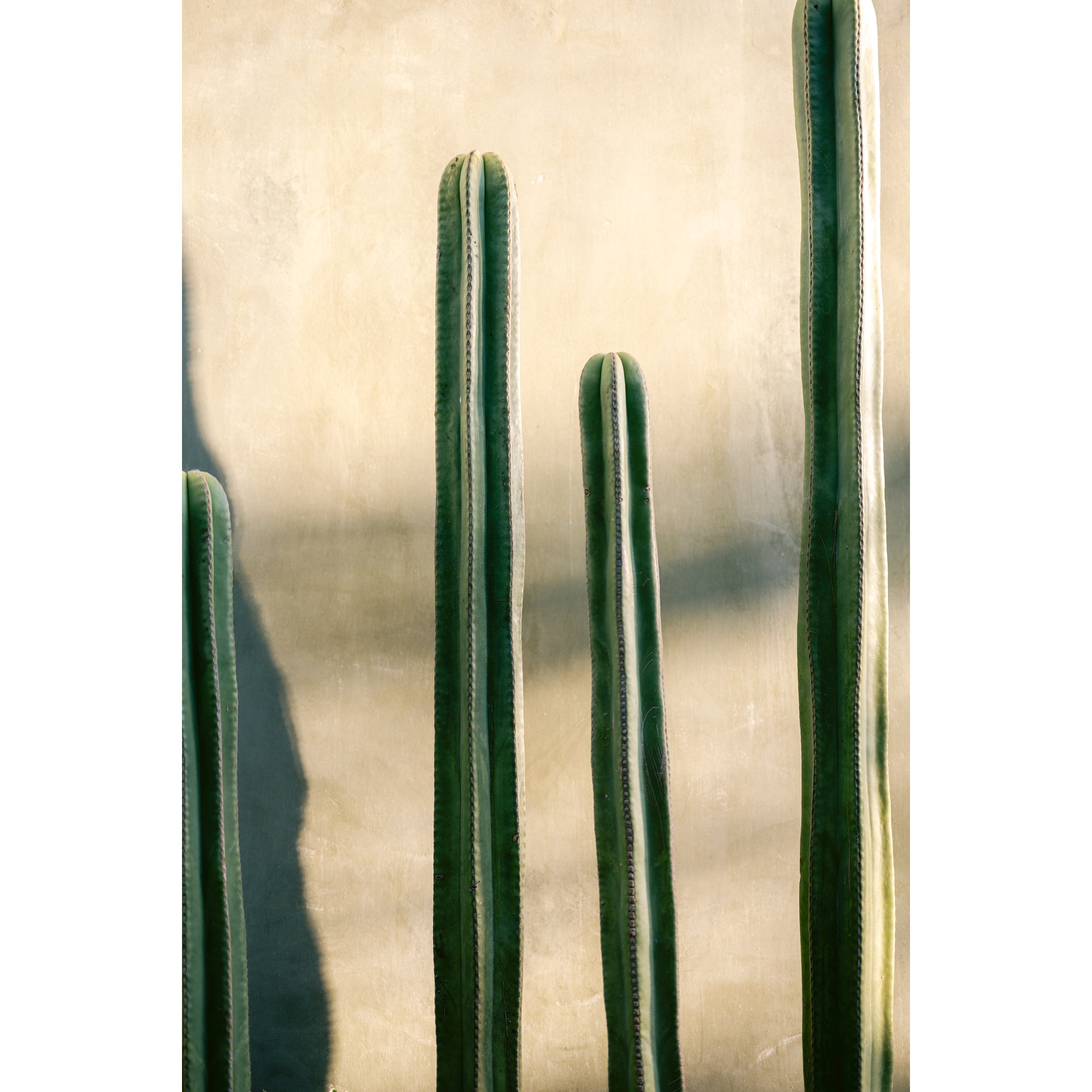 Golden Hour Mexico
